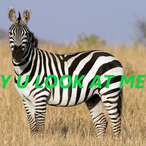 DRSpaceFlamingo's Avatar'