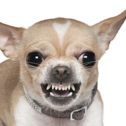 Angry.Chihuahua