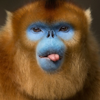 Bookalamatugen's Avatar'