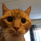 Willy.Help.com's Avatar'