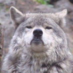 Grumps_201's Avatar'