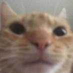 Catified_'s Avatar'