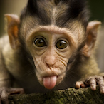 KainLeMonke's Avatar'