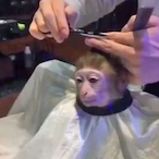 StonkeKong's Avatar'