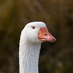 Goose7765's Avatar'