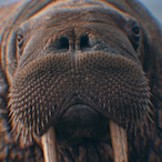 KungaBunga1's Avatar'