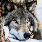 LoneWolf1809's Avatar'