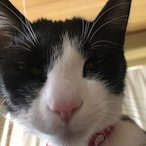 namakachi's Avatar'