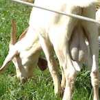 CrustyGoatBalls's Avatar'