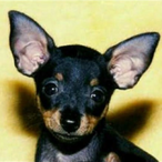 kcbir's Avatar'