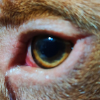 dog_eyes_1111's Avatar'