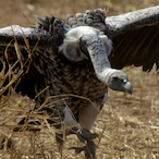 Angry_Vulture's Avatar'
