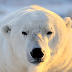 No..person's Avatar'