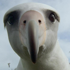 Fat_Albatross's Avatar'