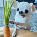 bleepblettuce's Avatar'