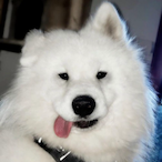 caarder alt's Avatar'