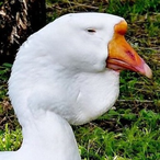 Us6_Goose's Avatar'