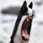 AweirdDog's Avatar'