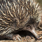 EchidnaZ's Avatar'