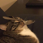 Aqua_Kitty1111's Avatar