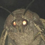 Laemp1337's Avatar'