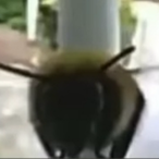Drunken_StepBro's Avatar'