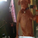 CallMeCis's Avatar'