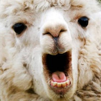 BlggieSmaIIz's Avatar'