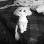 CatherineCat93's Avatar