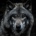 slysilverwolf's Avatar'