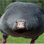 Assault_Goose's Avatar'