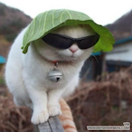 scuba.boi's Avatar'