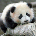 Pandough1's Avatar'
