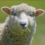 A_SheepSifu's Avatar'