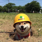 dog-e-'s Avatar'