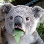 bobaclart's Avatar'