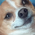 ShickenSlicky's Avatar