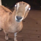 DStuckInToaster's Avatar'