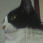 UncrewedShelf29's Avatar'