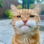ImJustACat_Meow's Avatar'