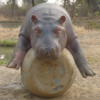 CopperSmurf-..'s Avatar'