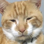 SirBlubachino's Avatar'