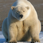 polarbearfat's Avatar'