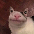 LordPipoon's Avatar'