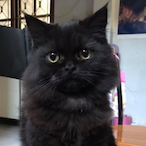 DragOfThat6306's Avatar'