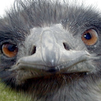 SAISPAVRAI's Avatar'