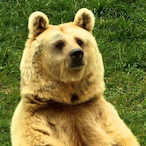 TheBearisGolden's Avatar'