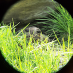 Corem02.VE's Avatar'