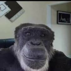 iamspeeddy's Avatar'