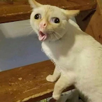 poom254612's Avatar'